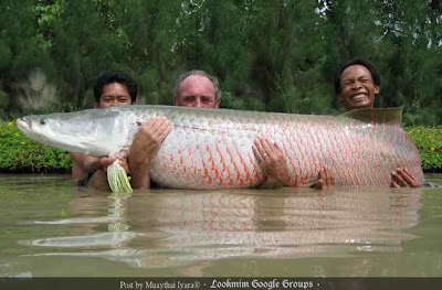 Hunt Big Fish Arowana BIGGEST Fish